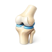 Knee Joint 3D icon