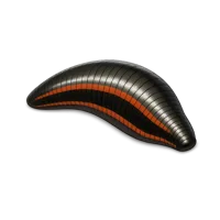Leech 3D icon