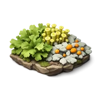 Lichen 3D icon