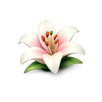 Lily 3D icon