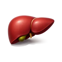 Liver 3D icon