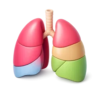 Lung Lobes 3D icon