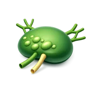Lymph Node 3D icon