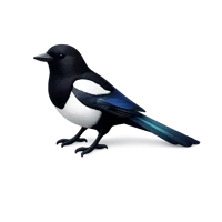 Magpie 3D icon