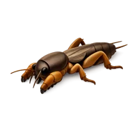 Mole Cricket 3D icon