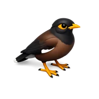Brown Myna 3D icon