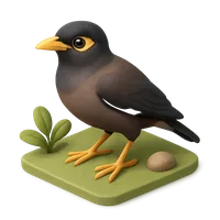 Myna 3D icon