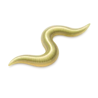 Nematode 3D icon