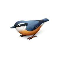 Nuthatch 3D icon
