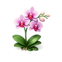 Green Orchid 3D icon
