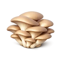 Oyster Mushroom 3D icon