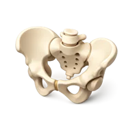 Pelvis 3D icon