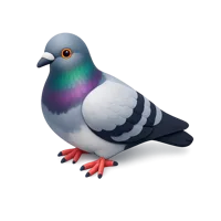 Pigeon 3D icon