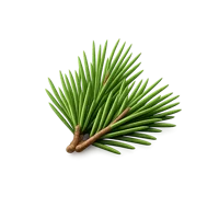 Pine Needles 3D icon