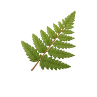Pressed Fern 3D icon