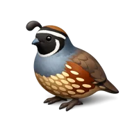 Brown Quail 3D icon