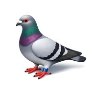 Racing Pigeon 3D icon