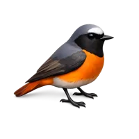 Redstart 3D icon