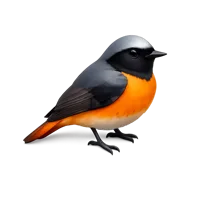 Redstart Bird 3D icon