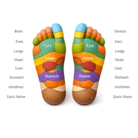 Reflexology Chart 3D icon