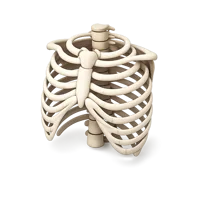 Rib Cage 3D icon