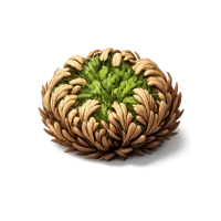 Rose of Jericho 3D icon