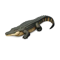 Saltwater Crocodile 3D icon