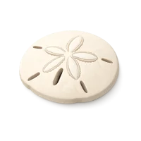 Sand Dollar 3D icon
