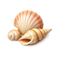 Seashells 3D icon