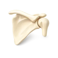 Shoulder Blade 3D icon