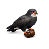 Snail Kite 3D icon