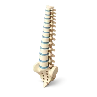 Spine Model 3D icon