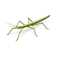 Green Stick Insect 3D icon