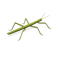 Stick Insect 3D icon
