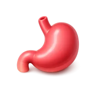 Stomach 3D icon