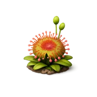 Sundew 3D icon