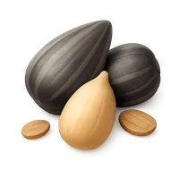 Sunflower Seed 3D icon