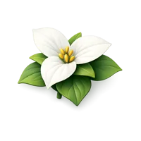 Trillium Flower 3D icon