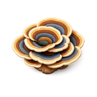 Turkey Tail Mushroom 3D icon