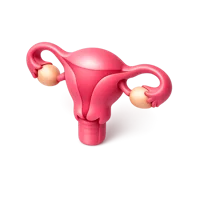 Uterus 3D icon