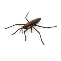 Water Strider 3D icon