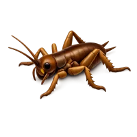 Weta 3D icon