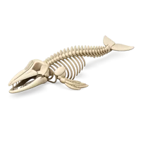 Whale Skeleton 3D icon