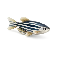 Zebra Fish 3D icon
